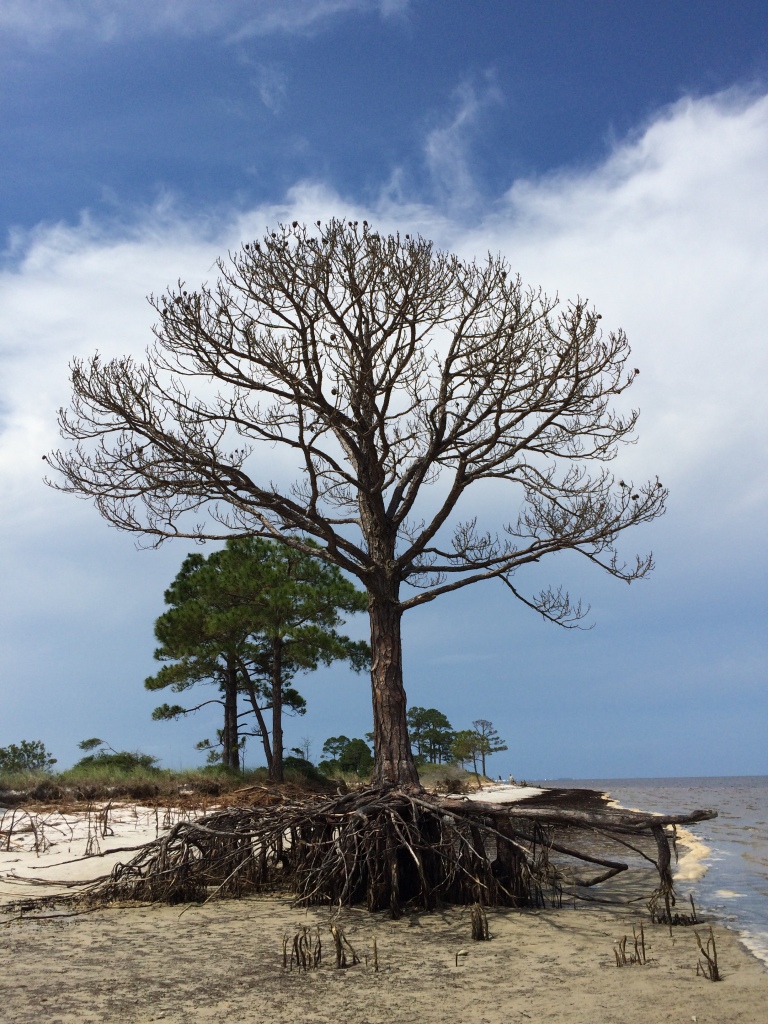 I dedicate this dead tree to Florida's Governor Rick Scott who has unofficially banned the phrase "climate change" from state agency documents. You know, pine trees and salt water don't really go together.