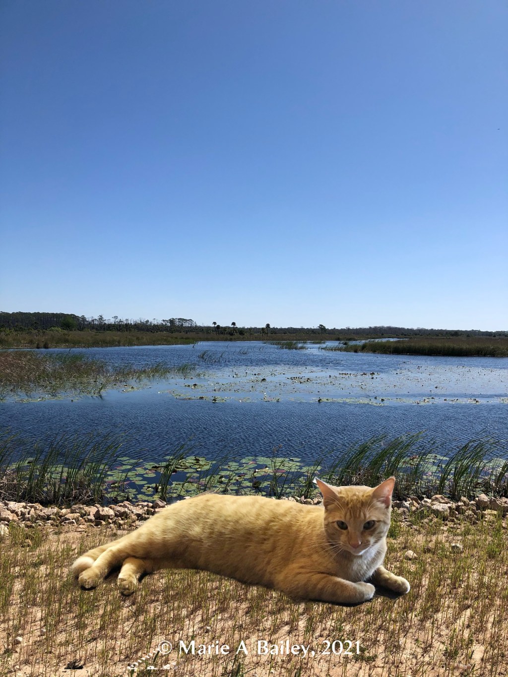 Yellow cat superimposed over a bayou scene and a rocky trail.