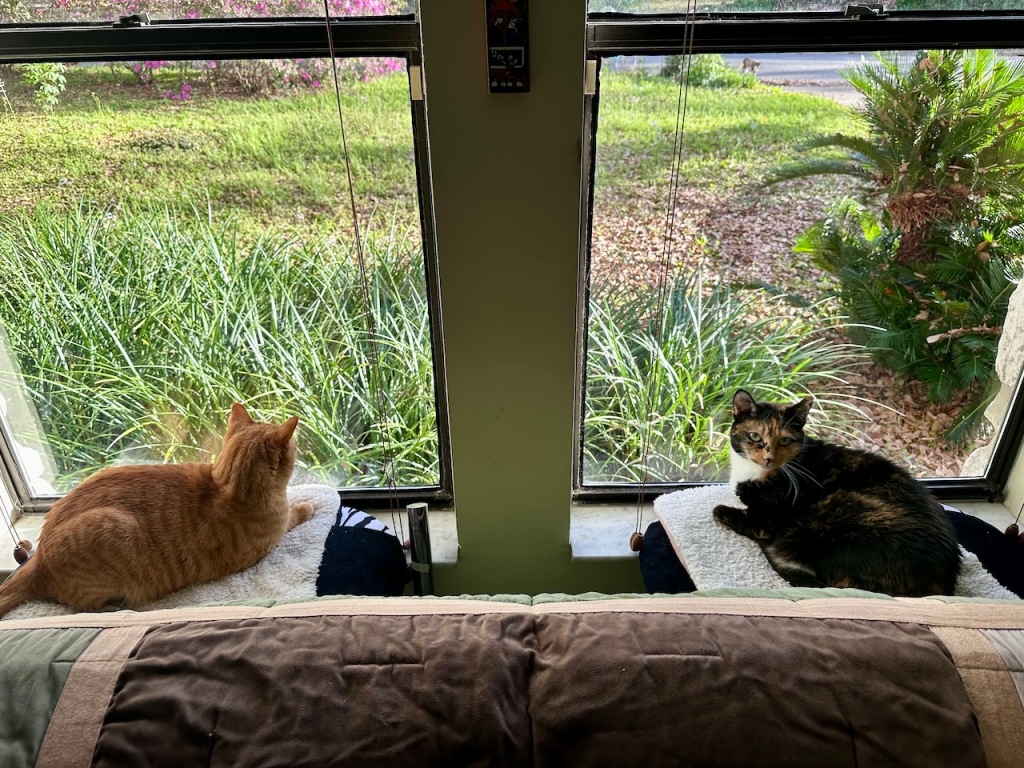 Raji (ginger cat) and Wendy (Tortieco) on their windowsill perches.