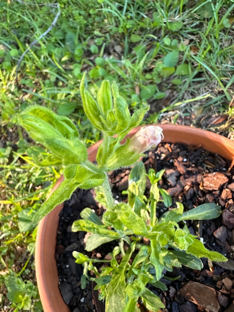 Small green plant with light colored bud.