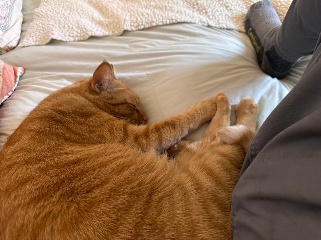 Orange tabby cat curled up on a bed.