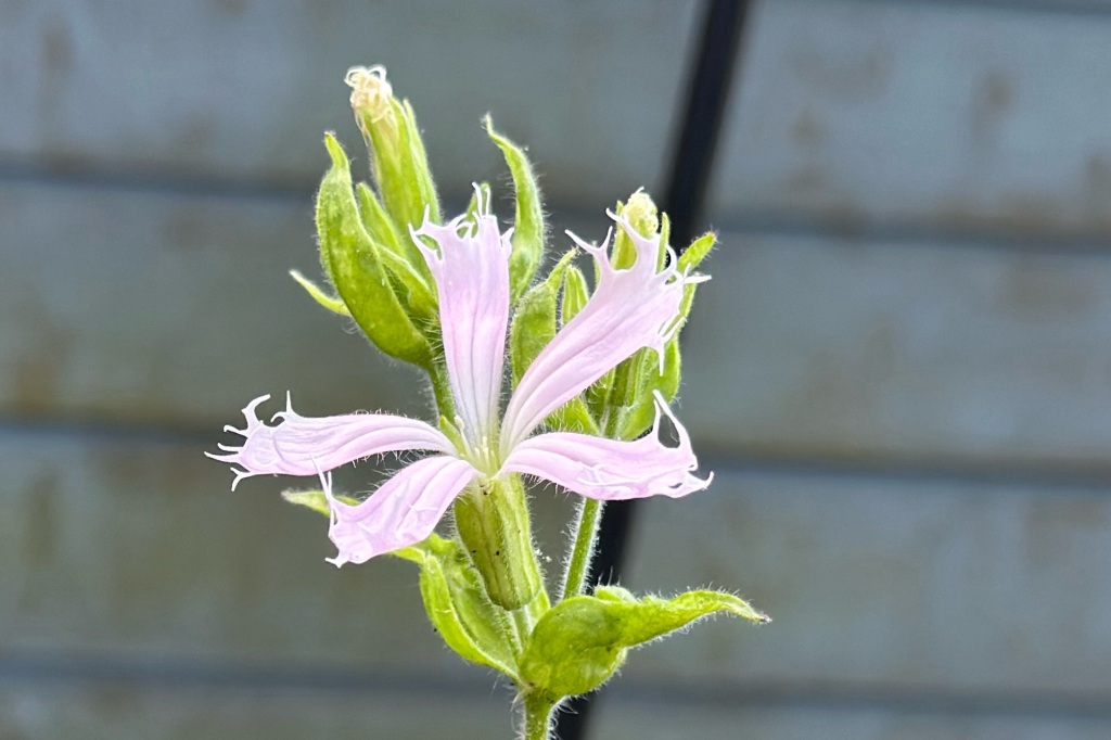 Five-petaled pinkish flower with fringed edges.
